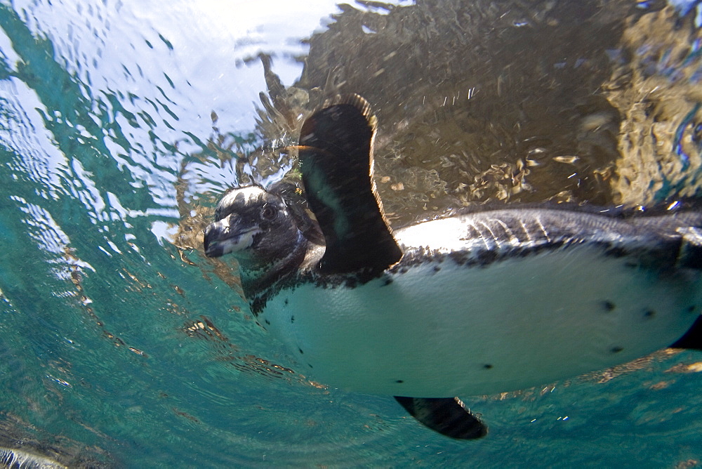 Adult Galapagos penguin (Spheniscus mendiculus) hunting fish underwater in the Galapagos Island Group, Ecuador