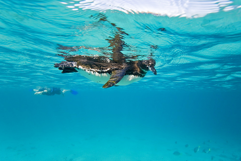 Adult Galapagos penguin (Spheniscus mendiculus) hunting fish underwater in the Galapagos Island Group, Ecuador