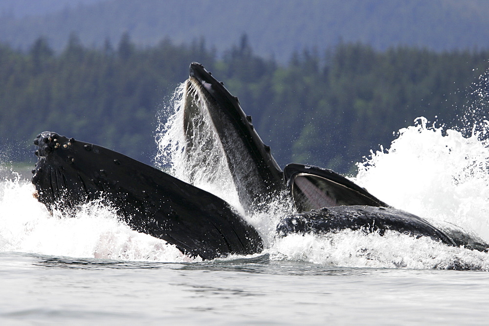 Humpback Whales (Megaptera novaeangliae) co-operatively bubble-net feeding in Stephen's Passage, Southeast Alaska, USA. Pacific Ocean.