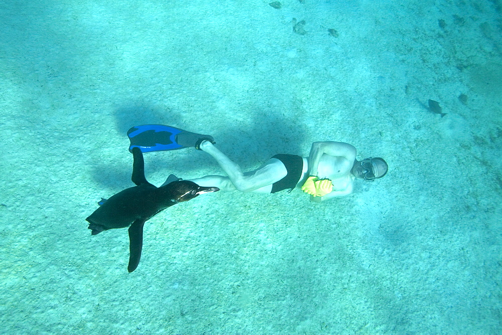 Adult Galapagos penguin (Spheniscus mendiculus) hunting fish underwater near snorkeler in the Galapagos Island Group, Ecuador