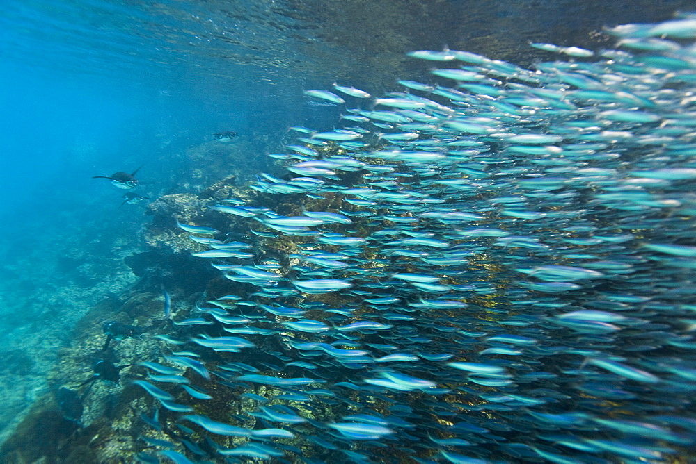 Adult Galapagos penguin (Spheniscus mendiculus) hunting fish underwater in the Galapagos Island Group, Ecuador