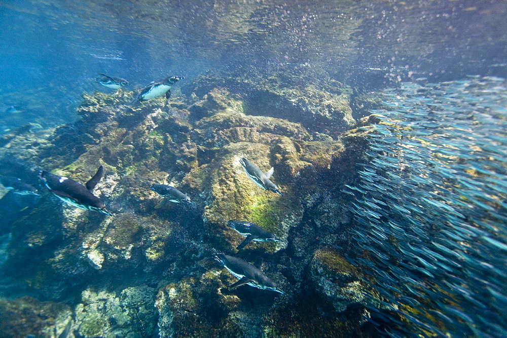 Adult Galapagos penguin (Spheniscus mendiculus) hunting fish underwater in the Galapagos Island Group, Ecuador