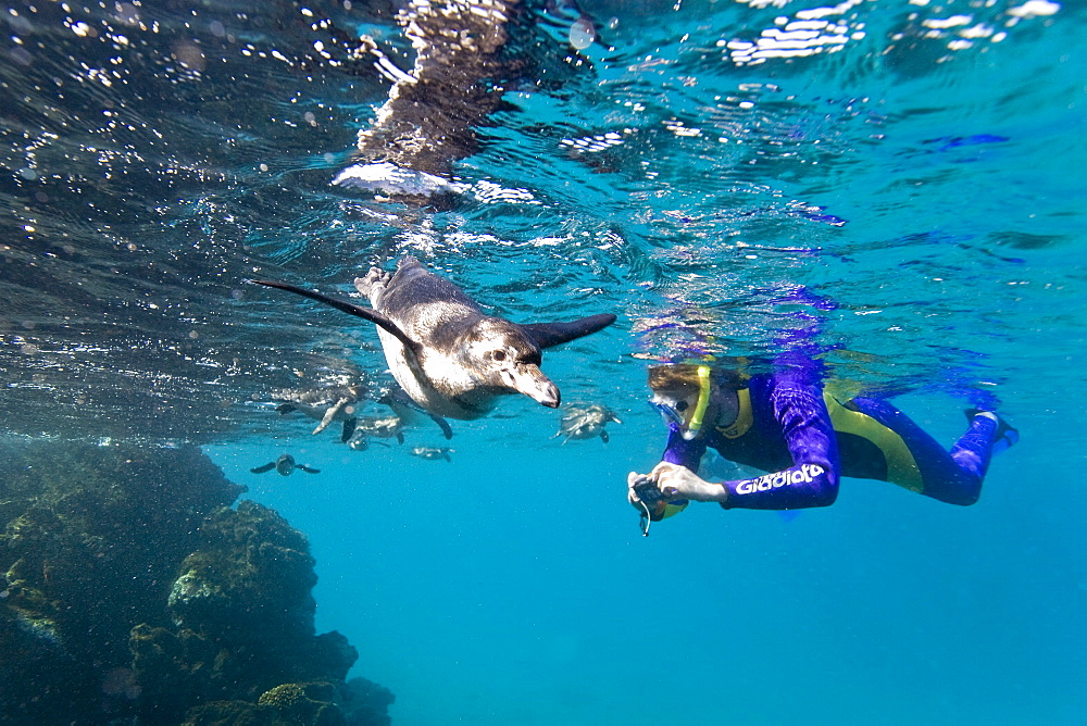 Adult Galapagos penguin (Spheniscus mendiculus) hunting fish underwater in the Galapagos Island Group, Ecuador