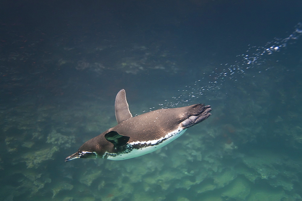 Adult Galapagos penguin (Spheniscus mendiculus) hunting fish underwater in the Galapagos Island Group, Ecuador