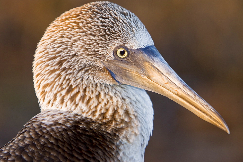 Blue-footed booby (Sula nebouxii) in the Galapagos Island Group, Ecuador. The Galapagos are a nesting and breeding area for blue-footed boobies.