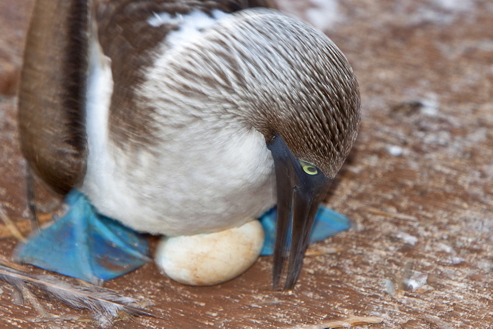 Blue-footed booby (Sula nebouxii) adult on eggs in the Galapagos Island Group, Ecuador. MORE INFO: The Galapagos are a nesting and breeding area for blue-footed boobies.