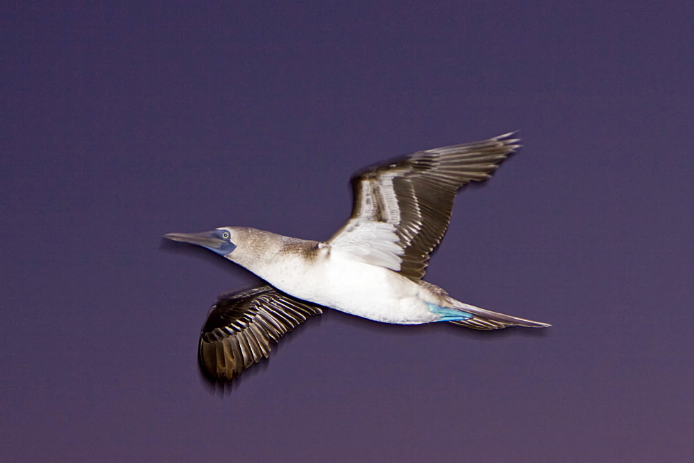 Blue-footed booby (Sula nebouxii) in the Galapagos Island Group, Ecuador. The Galapagos are a nesting and breeding area for blue-footed boobies.