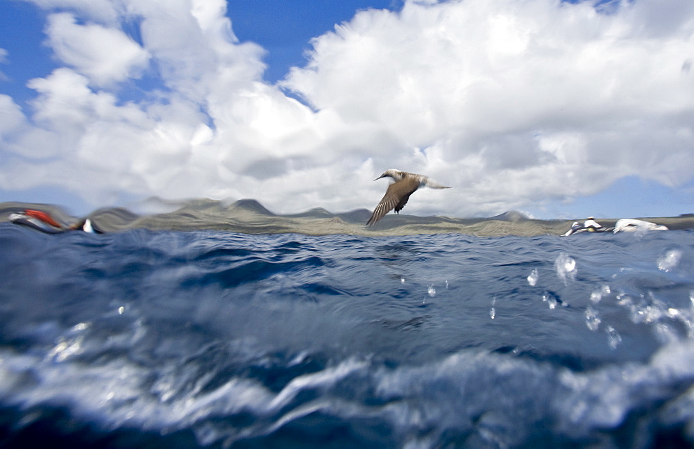 Blue-footed booby (Sula nebouxii) in the Galapagos Island Group, Ecuador. The Galapagos are a nesting and breeding area for blue-footed boobies.