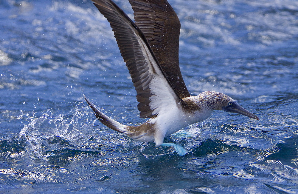 Blue-footed booby (Sula nebouxii) in the Galapagos Island Group, Ecuador. The Galapagos are a nesting and breeding area for blue-footed boobies.