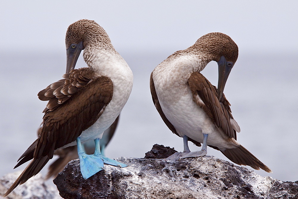 Blue-footed booby (Sula nebouxii) in the Galapagos Island Group, Ecuador. The Galapagos are a nesting and breeding area for blue-footed boobies.