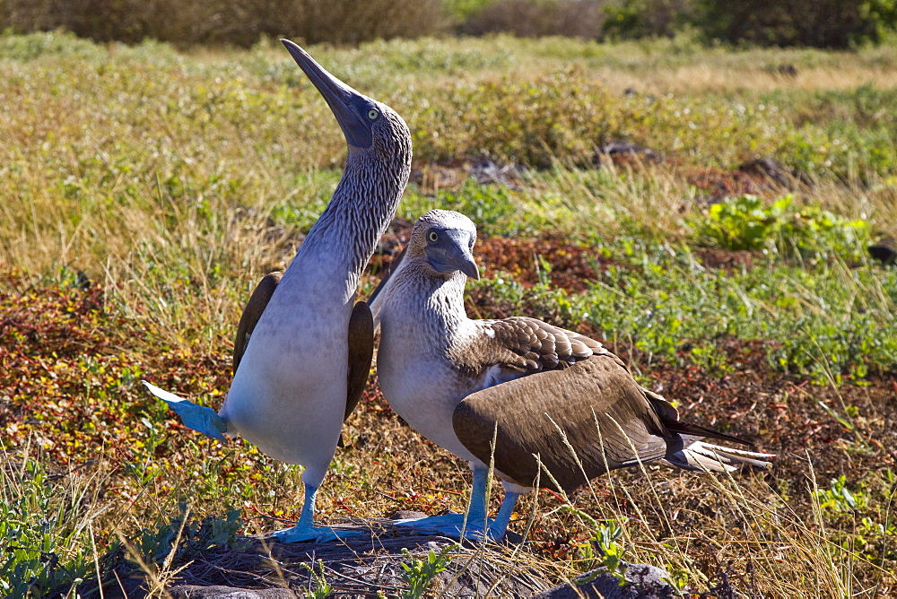 Blue-footed booby (Sula nebouxii) in ritualistic courtship display in the Galapagos Island Group, Ecuador. MORE INFO: The Galapagos are a nesting and breeding area for blue-footed boobies.