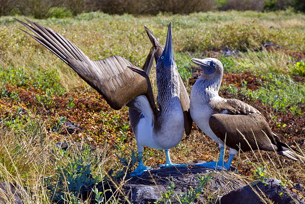 Blue-footed booby (Sula nebouxii) in ritualistic courtship display in the Galapagos Island Group, Ecuador. MORE INFO: The Galapagos are a nesting and breeding area for blue-footed boobies.