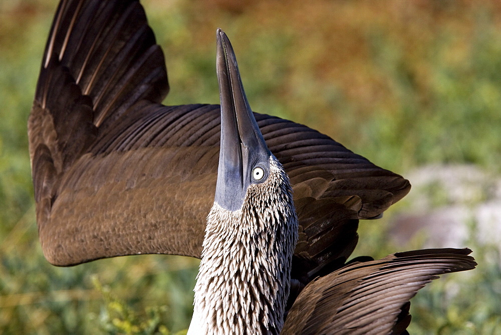 Blue-footed booby (Sula nebouxii) in the Galapagos Island Group, Ecuador. The Galapagos are a nesting and breeding area for blue-footed boobies.