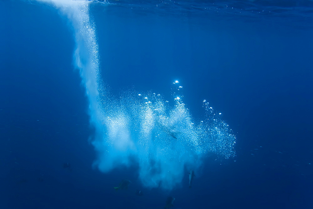 Blue-footed booby (Sula nebouxii) plunge-diving underwater in the Galapagos Island Group, Ecuador. The Galapagos are a nesting and breeding area for blue-footed boobies.