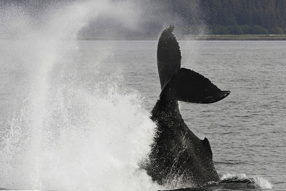 Humpback Whale (Megaptera novaeangliae) tail-throw in Southeast Alaska, USA.