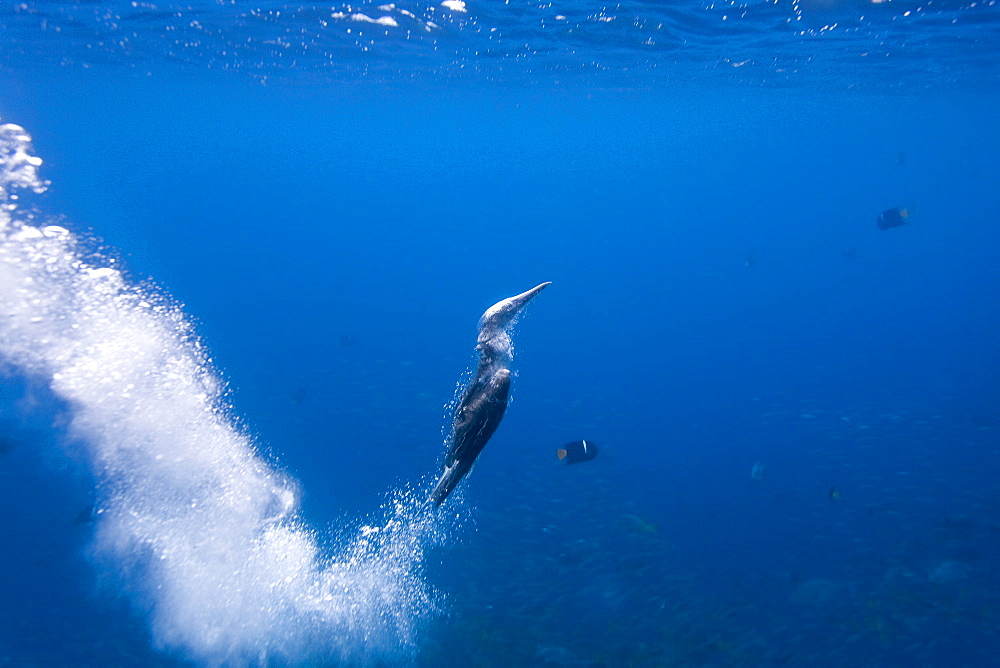 Blue-footed booby (Sula nebouxii) plunge-diving underwater in the Galapagos Island Group, Ecuador. The Galapagos are a nesting and breeding area for blue-footed boobies.