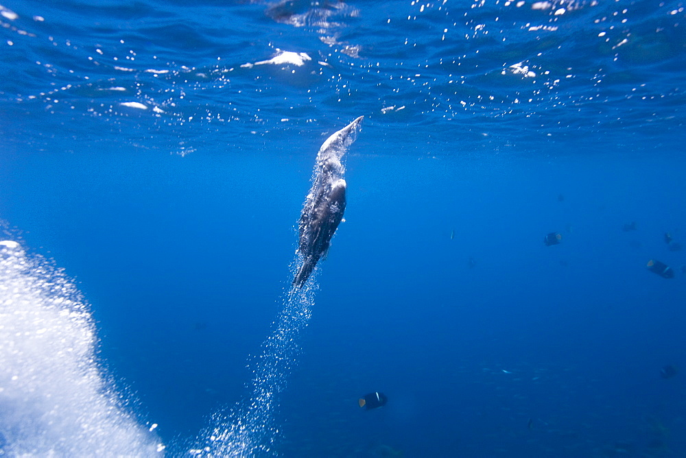 Blue-footed booby (Sula nebouxii) plunge-diving underwater in the Galapagos Island Group, Ecuador. The Galapagos are a nesting and breeding area for blue-footed boobies.