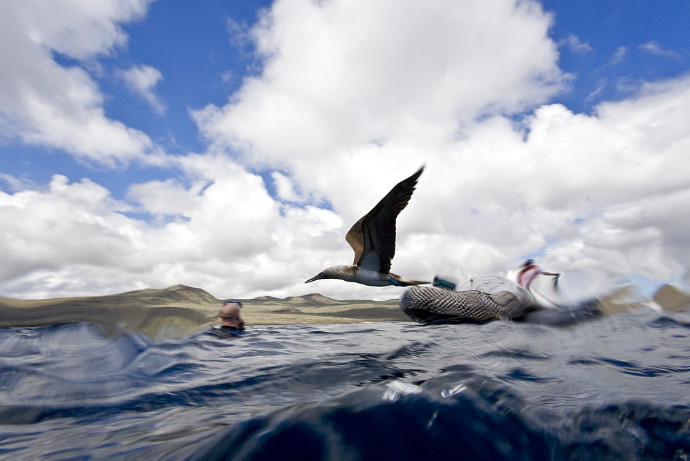 Blue-footed booby (Sula nebouxii) in the Galapagos Island Group, Ecuador. The Galapagos are a nesting and breeding area for blue-footed boobies.