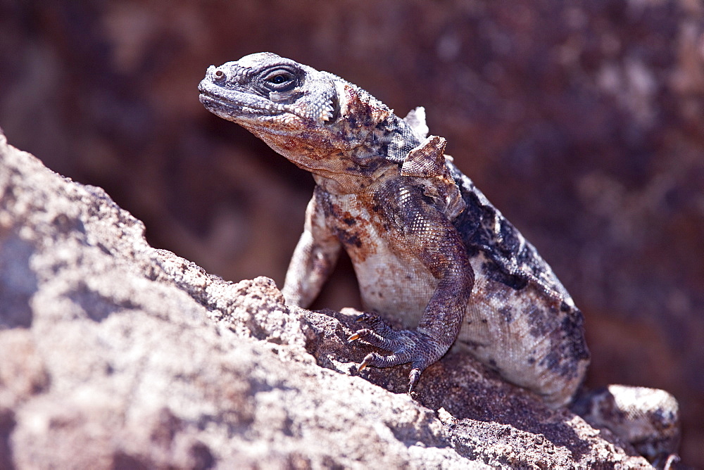 An adult San Esteban Island chuckwalla (Sauromalus varius) sunning itself on lava rock on Isla San Esteban, Gulf of California (Sea of Cortez), Baja California, Mexico