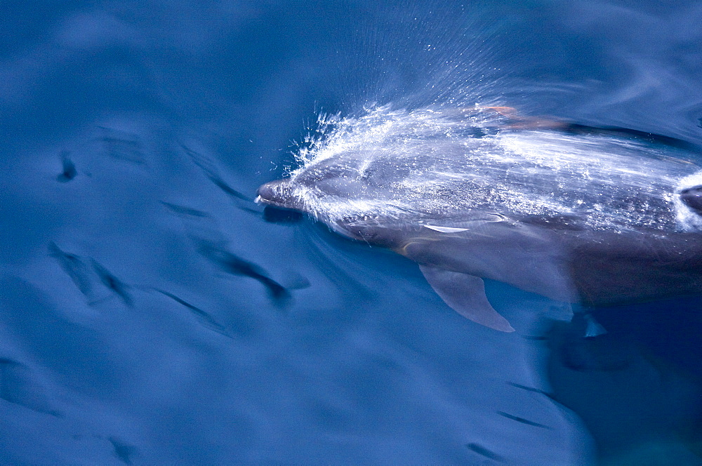 Offshore type bottlenose dolphins (Tursiops truncatus) bow-riding in the midriff region of the Gulf of California (Sea of Cortez), Baja California Norte, Mexico.