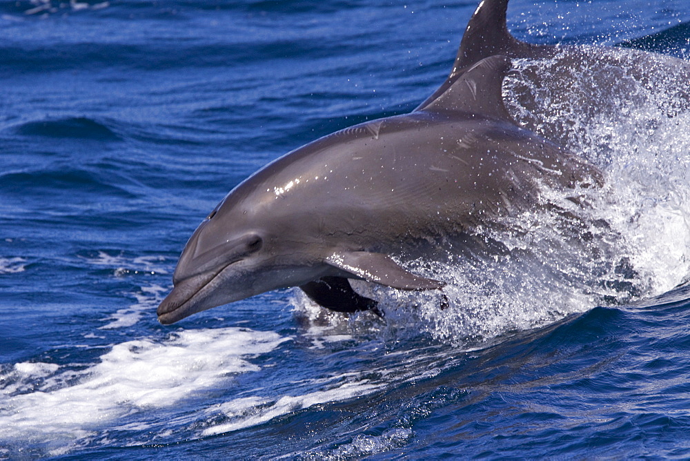 Offshore type bottlenose dolphins (Tursiops truncatus) leaping in the midriff region of the Gulf of California (Sea of Cortez), Baja California Norte, Mexico.