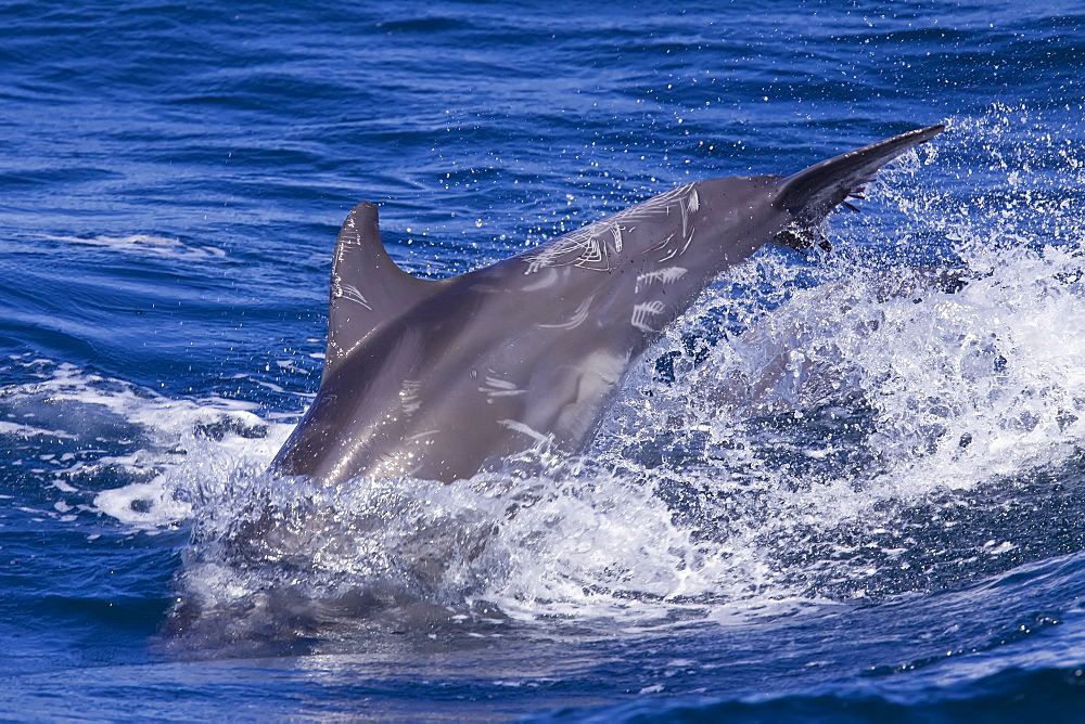 Offshore type bottlenose dolphins (Tursiops truncatus) leaping in the midriff region of the Gulf of California (Sea of Cortez), Baja California Norte, Mexico.