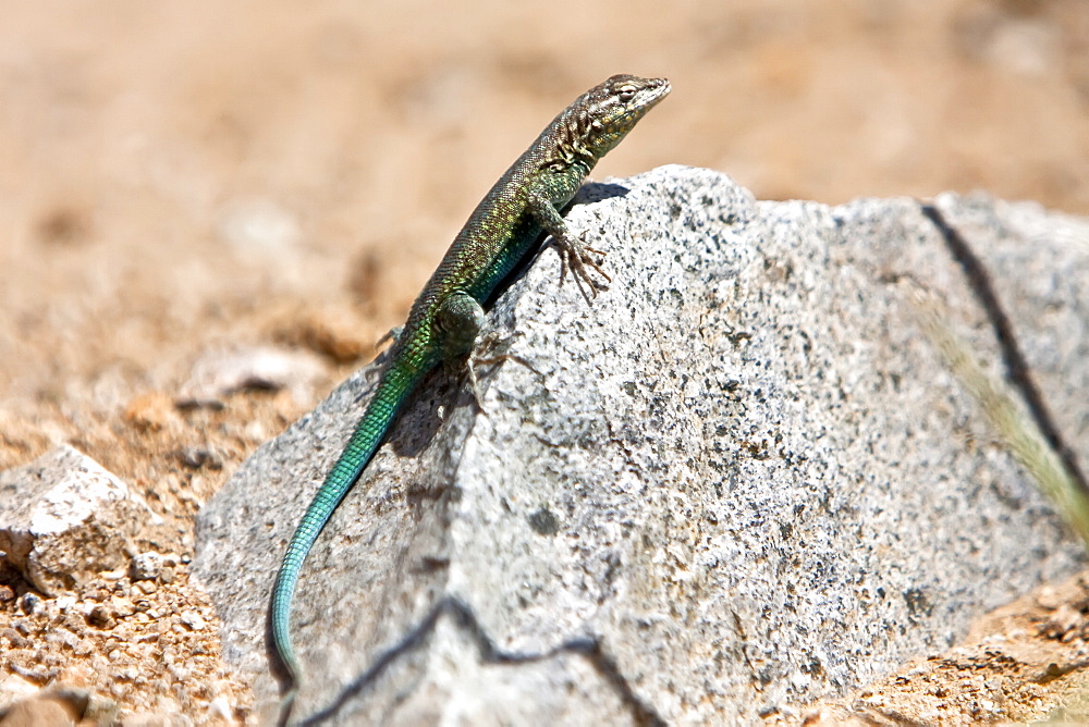 Adult Santa Catalina Side-blotched lizard (Uta squamata) an endemic lizard to Isla Santa Catalina, Baja California Sur, Mexico.