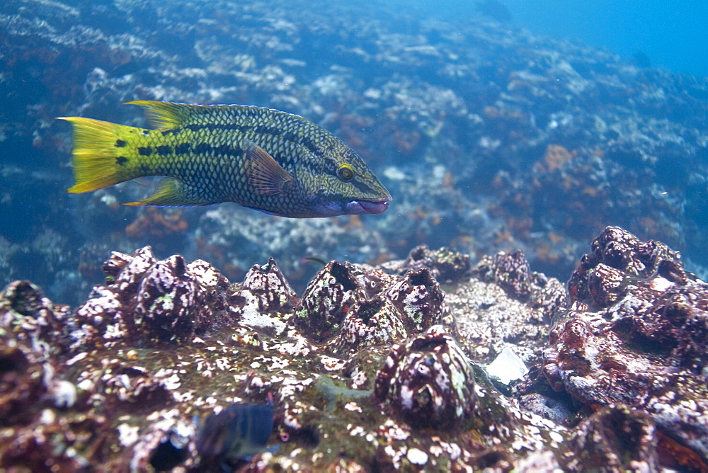 Underwater scenes from the Galapagos Island Archipeligo, Ecuador. Pacific Ocean.