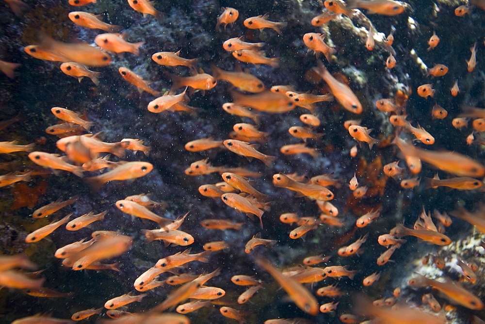 Underwater scenes from the Galapagos Island Archipeligo, Ecuador. Pacific Ocean.