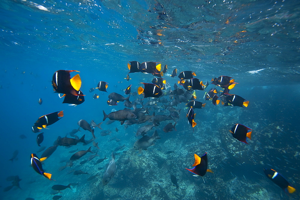 King angelfish (Holocanthus passer) schooling off Champion Island, Ecuador. Pacific Ocean.