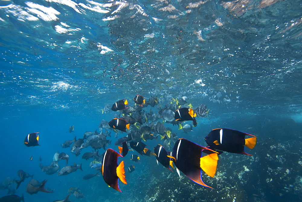 King angelfish (Holocanthus passer) schooling off Champion Island, Ecuador. Pacific Ocean.