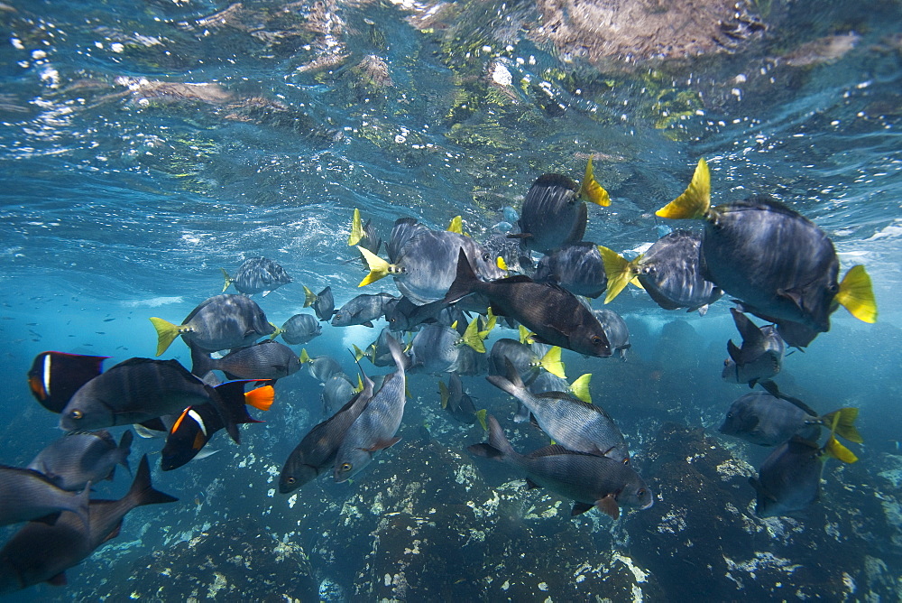 King angelfish (Holocanthus passer) schooling off Champion Island, Ecuador. Pacific Ocean.