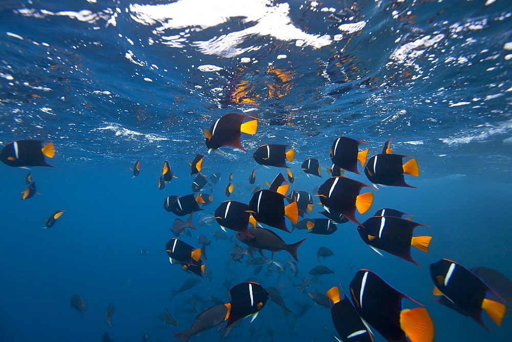 King angelfish (Holocanthus passer) schooling off Champion Island, Ecuador. Pacific Ocean.