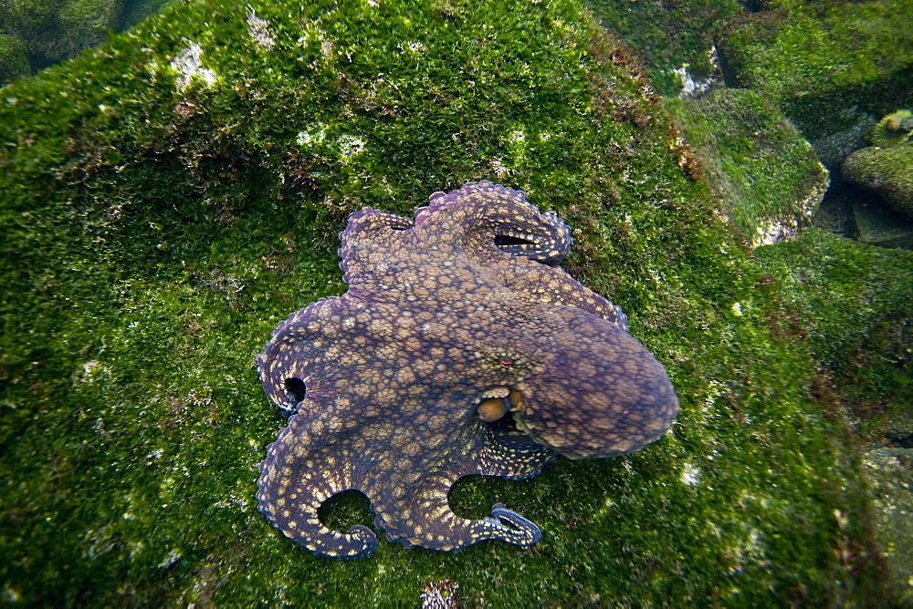 Underwater scenes from the Galapagos Island Archipeligo, Ecuador. Pacific Ocean.