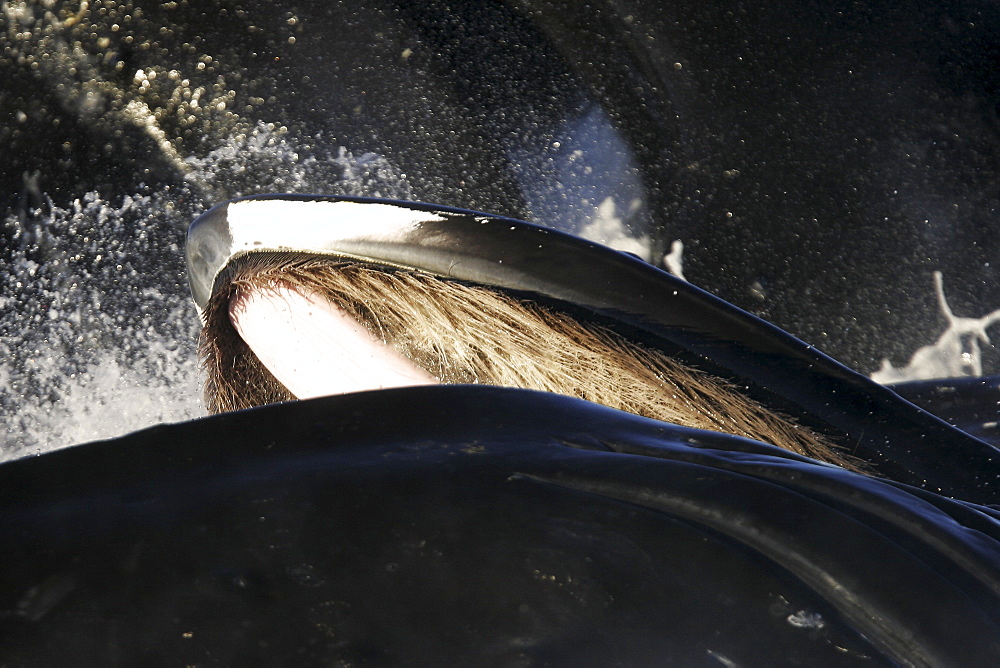 Humpback Whales (Megaptera novaeangliae) cooperatively bubble-net feeding in Chatham Strait (upper jaw and baleen detail) in Southeast Alaska, USA. Pacific Ocean.