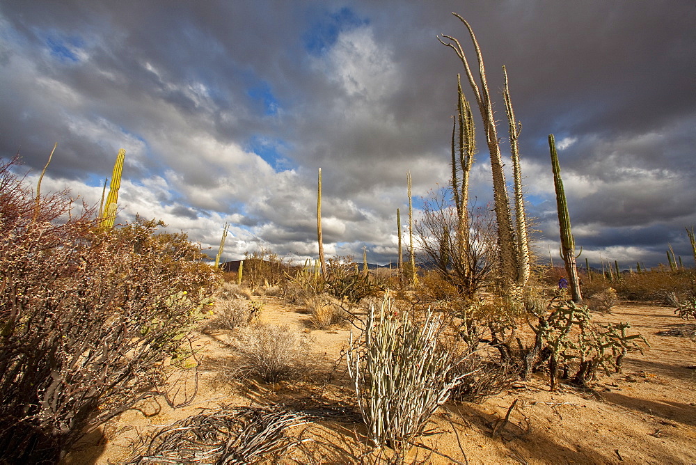 A look at the strange and wonderful shapes of cactus and succulents in the Valle of the Cirrios where cactus are in bloom in the Sonoran Desert of Bahia de los Angeles, Baja California Norte, Mexico.