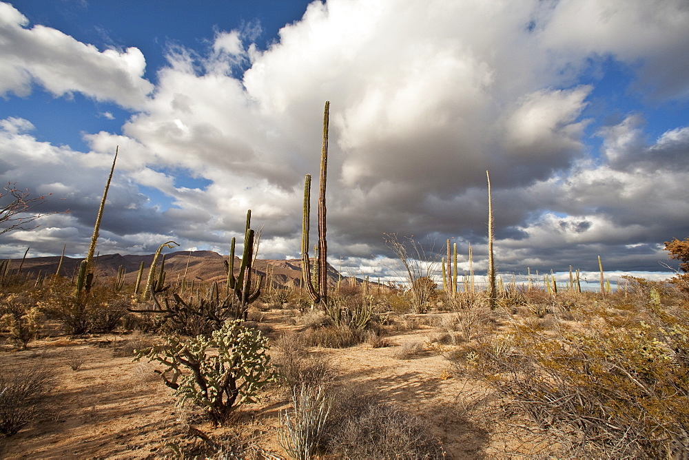 A look at the strange and wonderful shapes of cactus and succulents in the Valle of the Cirrios where cactus are in bloom in the Sonoran Desert of Bahia de los Angeles, Baja California Norte, Mexico.