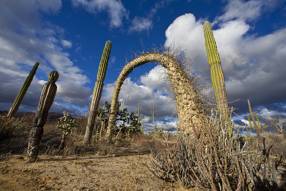 A look at the strange and wonderful shapes of cactus and succulents in the Valle of the Cirrios where cactus are in bloom in the Sonoran Desert of Bahia de los Angeles, Baja California Norte, Mexico.