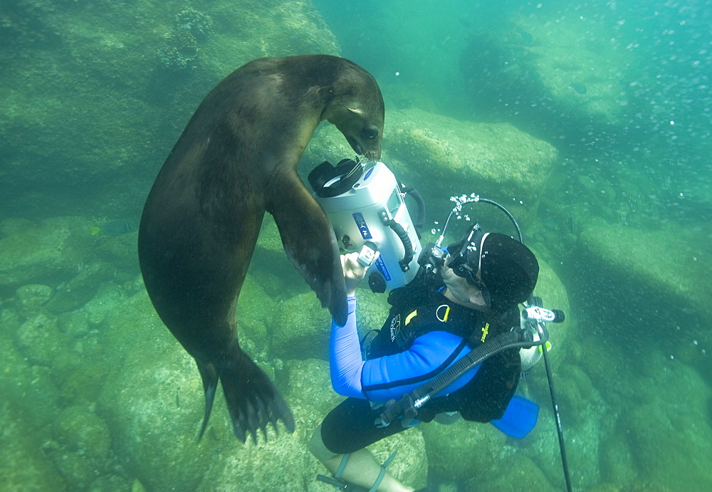 California Sea Lion (Zalophus californianus) underwater at Los Islotes (the islets) just outside of La Paz, Baja California Sur in the Gulf of California (Sea of Cortez), Mexico.