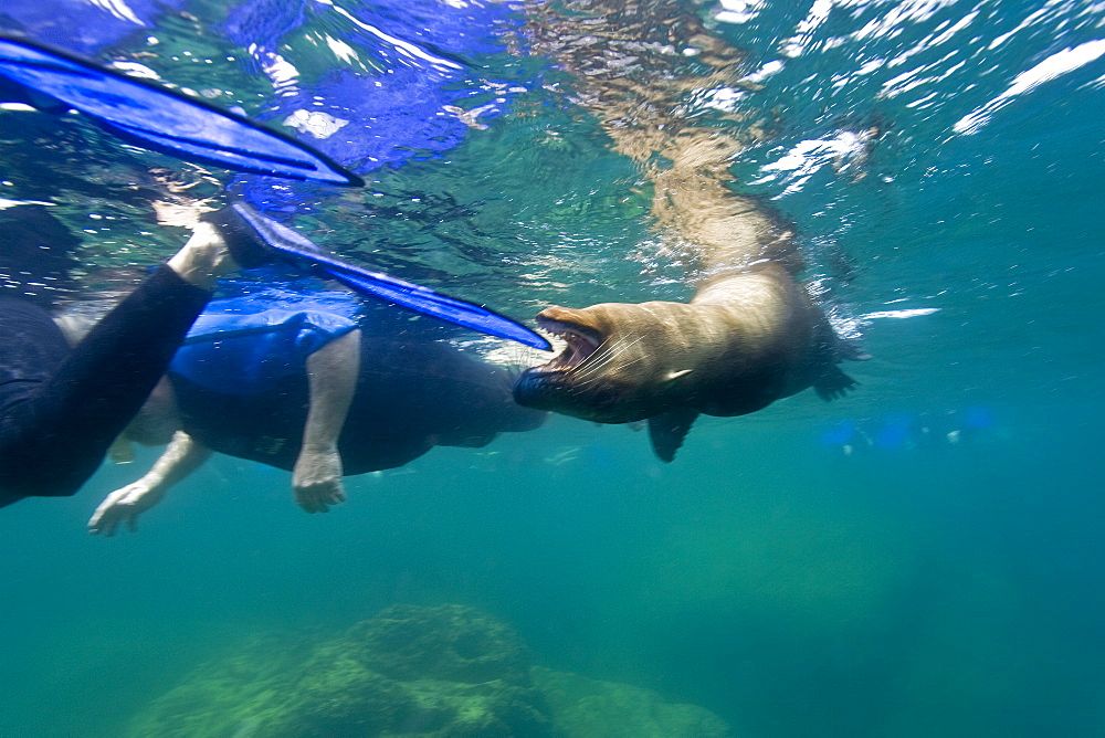 California sea lion (Zalophus californianus) biting swim fins underwater at Los Islotes (the islets) just outside of La Paz, Baja California Sur in the Gulf of California (Sea of Cortez), Mexico.