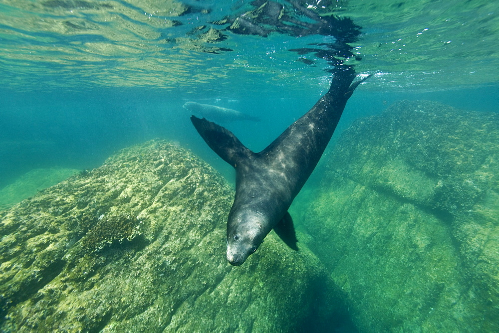 Adult bull California sea lion (Zalophus californianus) underwater at Los Islotes (the islets) just outside of La Paz, Baja California Sur in the Gulf of California (Sea of Cortez), Mexico.