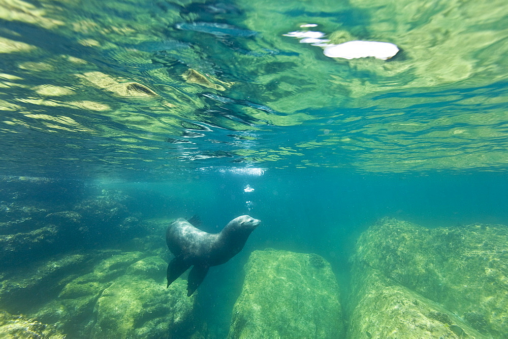 California sea lion (Zalophus californianus) underwater at Los Islotes (the islets) just outside of La Paz, Baja California Sur in the Gulf of California (Sea of Cortez), Mexico.