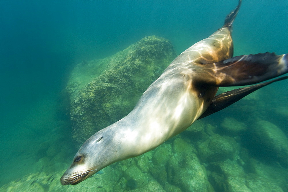 Curious adult female California sea lion (Zalophus californianus) underwater at Los Islotes (the islets) just outside of La Paz, Baja California Sur in the Gulf of California (Sea of Cortez), Mexico.