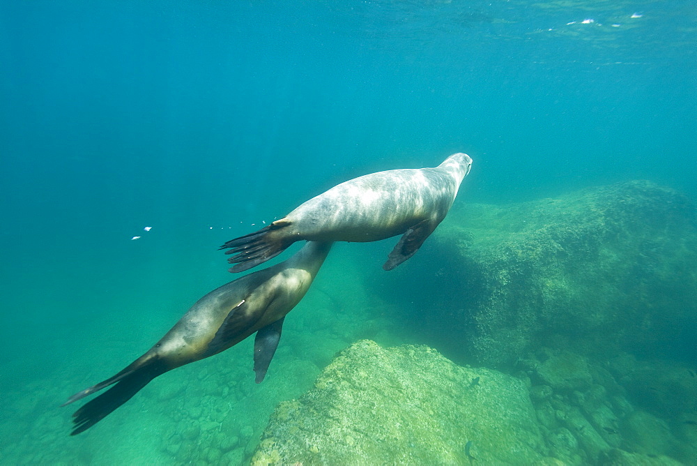 California sea lion (Zalophus californianus) pup nursing from its mother underwater at Los Islotes (the islets), Baja California Sur, Gulf of California (Sea of Cortez), Mexico.