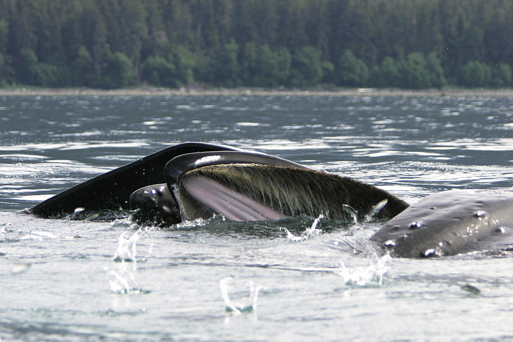 Humpback Whales (Megaptera novaeangliae) co-operatively bubble-net feeding (note the herring jumping to get away inside the whales mouth) in Stephen's Passage, Southeast Alaska, USA. Pacific Ocean.