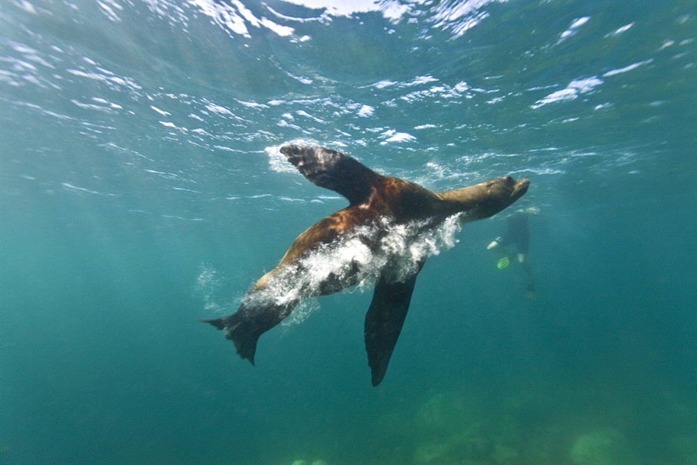 California sea lion (Zalophus californianus) underwater at Los Islotes (the islets) just outside of La Paz, Baja California Sur in the Gulf of California (Sea of Cortez), Mexico.