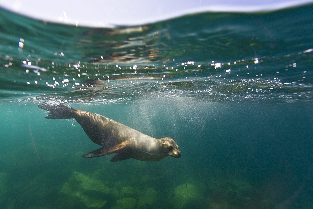 California sea lion (Zalophus californianus) underwater at Los Islotes (the islets) just outside of La Paz, Baja California Sur in the Gulf of California (Sea of Cortez), Mexico.