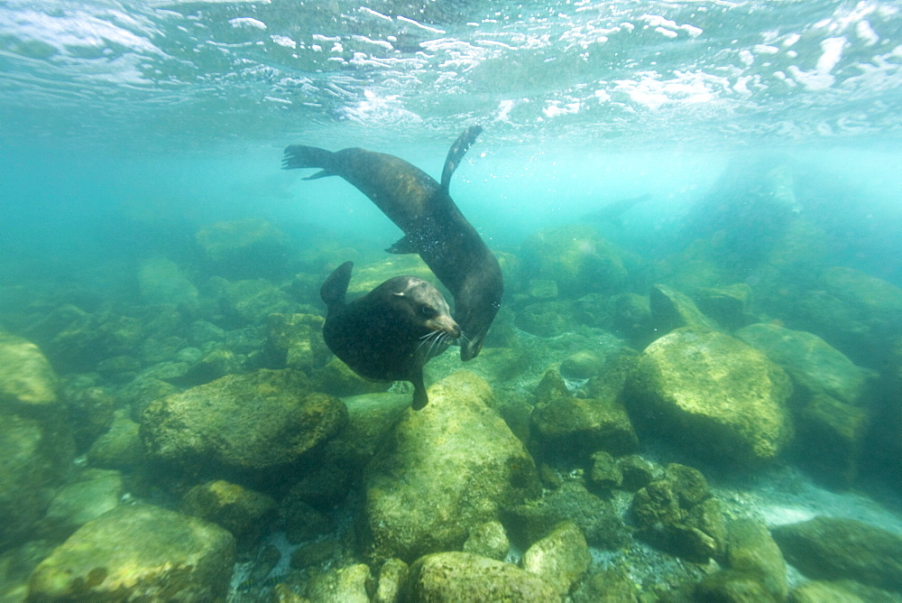 California sea lion (Zalophus californianus) underwater at Los Islotes (the islets) just outside of La Paz, Baja California Sur in the Gulf of California (Sea of Cortez), Mexico.