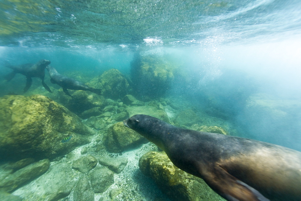 California sea lion (Zalophus californianus) underwater at Los Islotes (the islets) just outside of La Paz, Baja California Sur in the Gulf of California (Sea of Cortez), Mexico.