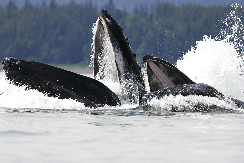 Humpback Whales (Megaptera novaeangliae) co-operatively bubble-net feeding in Stephen's Passage, Southeast Alaska, USA. Pacific Ocean.